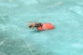 Macro close-up of a ravenous fly on a small piece of red watermelon . Sucking water melon . Fascinating insect eating human food