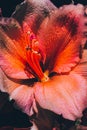 Close-up of a red Amaryllis