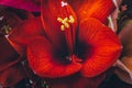 Close-up of a red Amaryllis