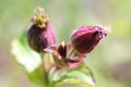 Macro close-up of Red Campion (Silene dioica) flower buds in the sunshine.