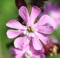 Macro close-up of Red Campion (Silene dioica) flower in the sunshine