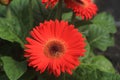 Macro Close up of a red Gerbera Daisy with water droplets Royalty Free Stock Photo