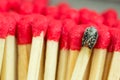 Macro close up of Red headed matches and one burnt Royalty Free Stock Photo