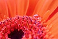 Macro close up of red and orange gerbera with rain drops on the stamen at the centre of the flower Royalty Free Stock Photo