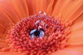 Macro close up of red and orange gerbera with rain drops on the stamen at the centre of the flower Royalty Free Stock Photo