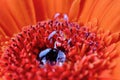 Macro close up of red and orange gerbera with rain drops on the stamen at the centre of the flower Royalty Free Stock Photo