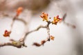 Macro Close-up of Red Spring Buds & Leaves against Neutral Background