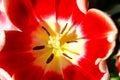 Macro close-up of red tulip with yellow center with in focus stamen and softer flower filling up most of frame - colorful and beau Royalty Free Stock Photo