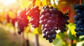 Macro close up of ripe grapes hanging on a vineyard branch with blurred vineyard background Royalty Free Stock Photo