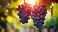 Macro close up of ripe grapes hanging on vineyard branch with natural background setting Royalty Free Stock Photo