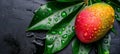 Macro close up of ripe mango with water droplets on tree, wide banner with copy space Royalty Free Stock Photo