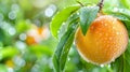 Macro close up of ripe peach with water droplets on tree, ideal banner with copy space for text