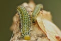 Macro close up sawfly caterpillar on rose bush photo taken in the UK Royalty Free Stock Photo