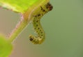 Macro close up sawfly caterpillar on rose bush photo taken in the UK Royalty Free Stock Photo