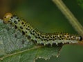 Macro close up sawfly caterpillar on rose bush photo taken in the UK Royalty Free Stock Photo