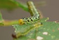 Macro close up sawfly caterpillar on rose bush photo taken in the UK Royalty Free Stock Photo