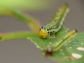 Macro close up sawfly caterpillar on rose bush photo taken in the UK Royalty Free Stock Photo