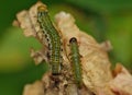 Macro close up sawfly caterpillar on rose bush photo taken in the UK Royalty Free Stock Photo