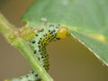 Macro close up sawfly caterpillar on rose bush photo taken in the UK Royalty Free Stock Photo