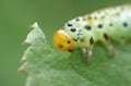 Macro close up sawfly caterpillar on rose bush photo taken in the UK Royalty Free Stock Photo