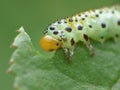 Macro close up sawfly caterpillar on rose bush photo taken in the UK Royalty Free Stock Photo