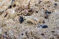 sea flea or sand hopper (Talitrus saltator) on the sea sand with blurred background