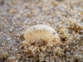 sea flea or sand hopper (Talitrus saltator) on the sea sand with blurred background