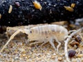 sea flea or sand hopper (Talitrus saltator) on the sea sand with blurred background