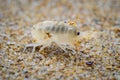 sea flea or sand hopper (Talitrus saltator) on the sea sand with blurred background