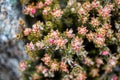 Macro close up of tiny alpine plants growing on top of Mount Wellington