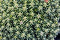 Macro close up of tiny alpine plants growing on top of Mount Wellington