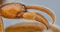 Macro close-up of a sharp, hooked insect leg, highlighting its intricate structure and detail against a blurred background Royalty Free Stock Photo