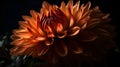 Macro close up shot of beautiful orange dahlia flower head on black background Royalty Free Stock Photo