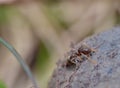 Macro/close-up shot of a black ant on a rock Royalty Free Stock Photo
