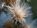 Macro Close up shot of Coyote Brush Baccharis pilularis in winter