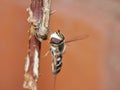 Macro close up shot of a hoverfly collecting pollen from the garden, photo taken in the UK Royalty Free Stock Photo