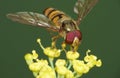 Macro close up shot of a hoverfly collecting pollen from the garden, photo taken in the UK Royalty Free Stock Photo