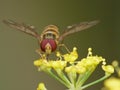 Macro close up shot of a hoverfly collecting pollen from the garden, photo taken in the UK Royalty Free Stock Photo