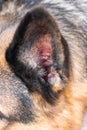 Macro close up shot of inside the earlobe of a young adult German sheepdog