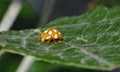 Macro close up shot of a ladybird / ladybug in the garden, photo taken in the UK Royalty Free Stock Photo