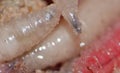 Macro close up shot of maggots photo taken in the UK Royalty Free Stock Photo