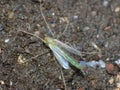 Close up shot of a midge, photo taken mid summer in the United Kingdom Royalty Free Stock Photo