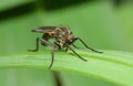 Macro close up shot of midge, photo taken mid summer in the United Kingdom