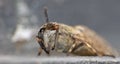 Macro close up of a Narrow-winged Horsefly Tabanus maculicornis sitting on top of a bin lid, taken in the United Kingdom Royalty Free Stock Photo