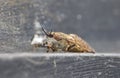 Macro close up of a Narrow-winged Horsefly Tabanus maculicornis sitting on top of a bin lid, taken in the United Kingdom