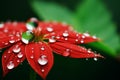 Macro close up shot of a single raindrop on a colorful blooming flower, with space for text