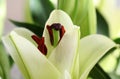 Macro close up shot of stamens of lily flower. Royalty Free Stock Photo