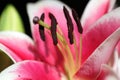 Macro close up shot of stamens of lily flower. Royalty Free Stock Photo