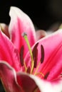 Macro close up shot of stamens of lily flower. Royalty Free Stock Photo