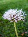 Macro close-up shot of waterdrops in wet seeded dandelion plant head composed of wet, white pappus parachute-like seeds Royalty Free Stock Photo